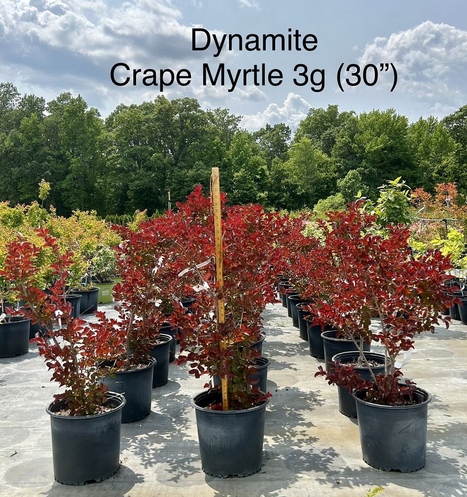 lagerstroemia-indica-whit-ii-crape-myrtle-dynamite