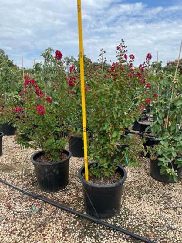 lagerstroemia-indica-whit-ii-crape-myrtle-dynamite