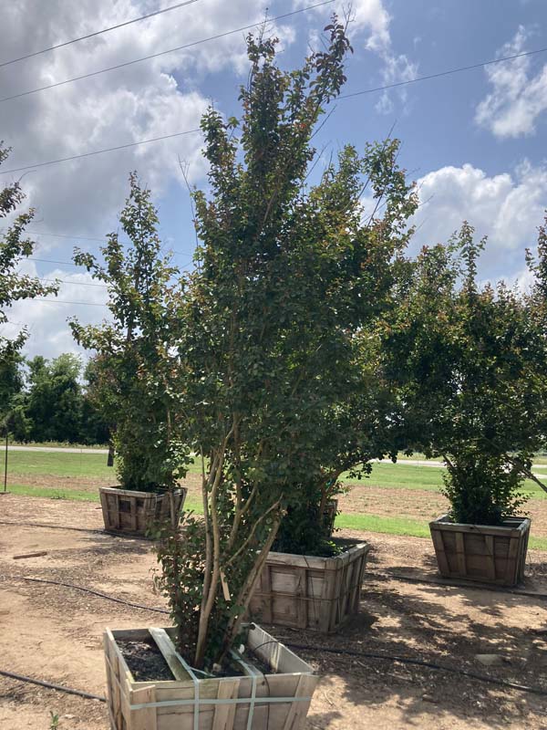 lagerstroemia-indica-whit-ii-crape-myrtle-dynamite