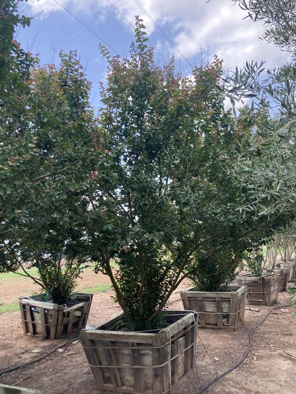 lagerstroemia-indica-whit-ii-crape-myrtle-dynamite