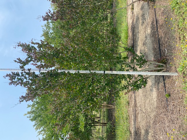 lagerstroemia-indica-whit-ii-crape-myrtle-dynamite