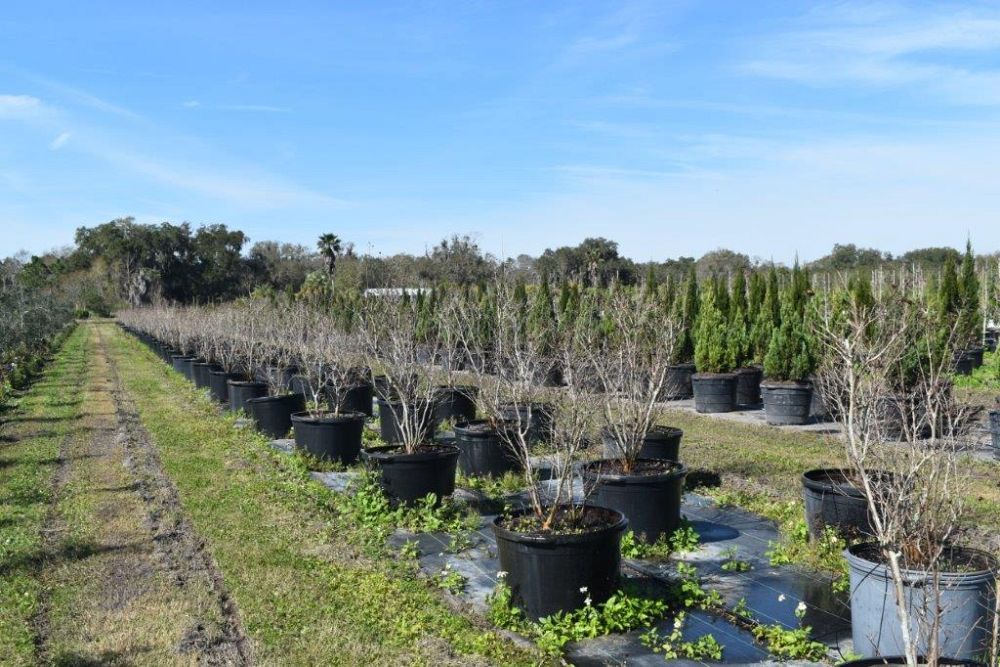 lagerstroemia-indica-whit-ii-crape-myrtle-dynamite