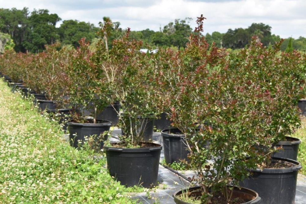 lagerstroemia-indica-whit-ii-crape-myrtle-dynamite