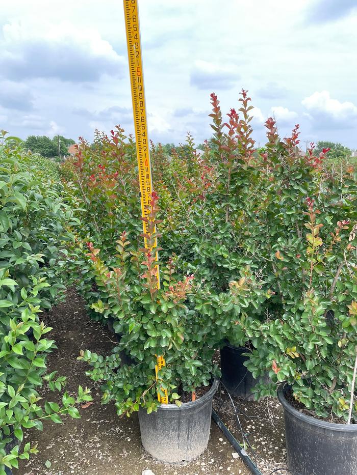 lagerstroemia-indica-whit-ii-crape-myrtle-dynamite