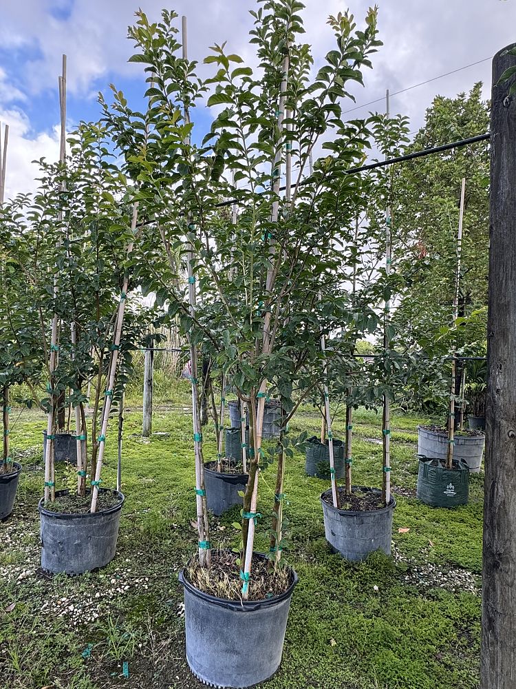 lagerstroemia-indica-whit-ii-crape-myrtle-dynamite