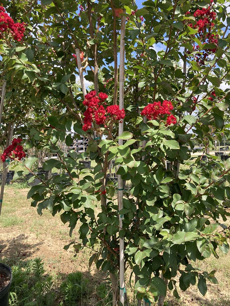 lagerstroemia-indica-whit-ii-crape-myrtle-dynamite