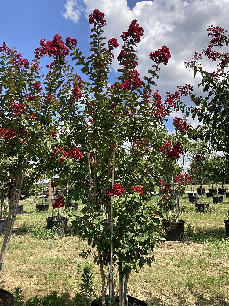 lagerstroemia-indica-whit-ii-crape-myrtle-dynamite