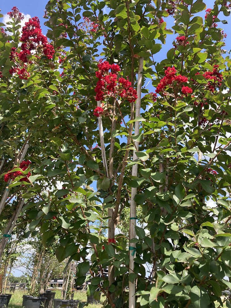 lagerstroemia-indica-whit-ii-crape-myrtle-dynamite
