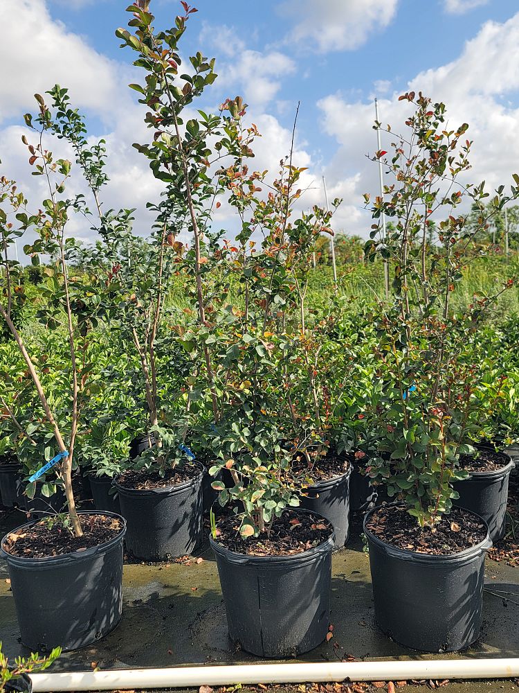 lagerstroemia-indica-whit-ii-crape-myrtle-dynamite