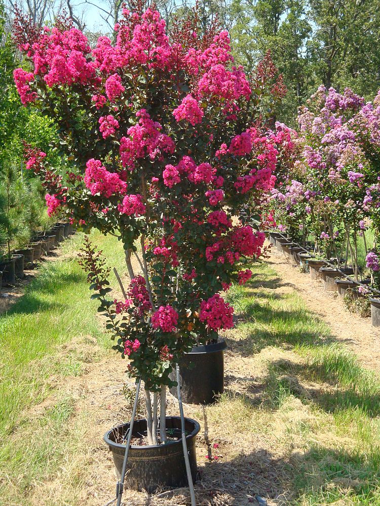 lagerstroemia-indica-whit-iii-crape-myrtle-pink-velour