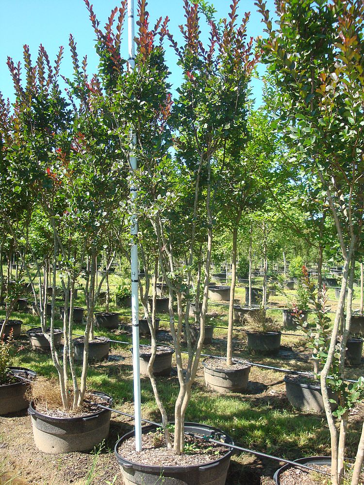 lagerstroemia-indica-whit-iii-crape-myrtle-pink-velour