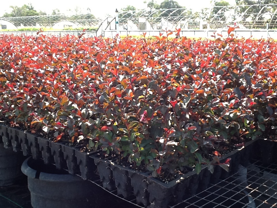 lagerstroemia-indica-whit-iii-crape-myrtle-pink-velour