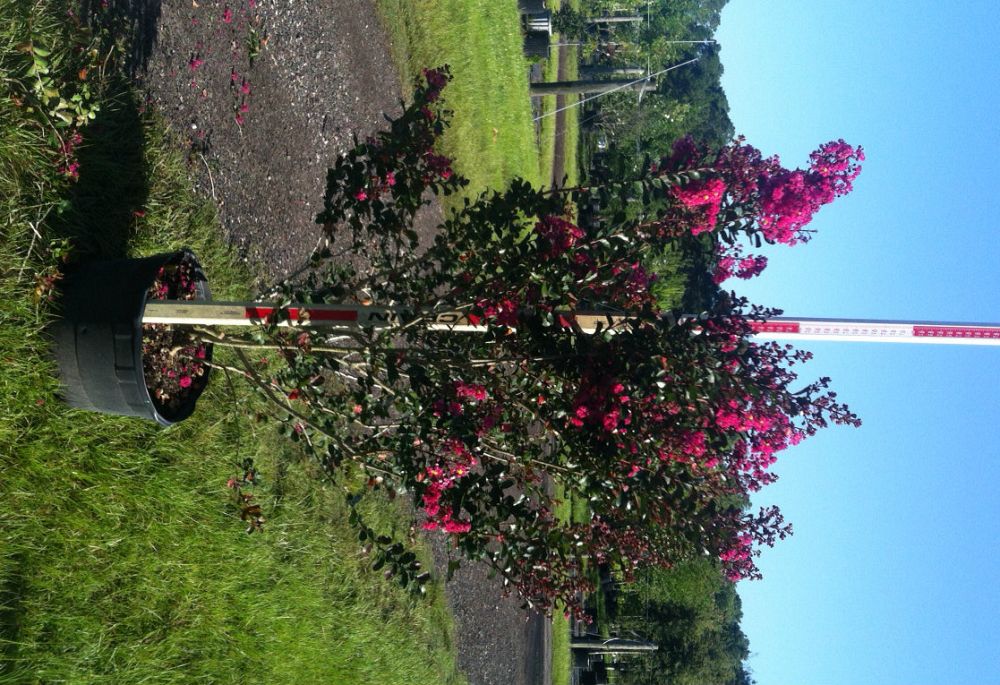 lagerstroemia-indica-whit-iii-crape-myrtle-pink-velour