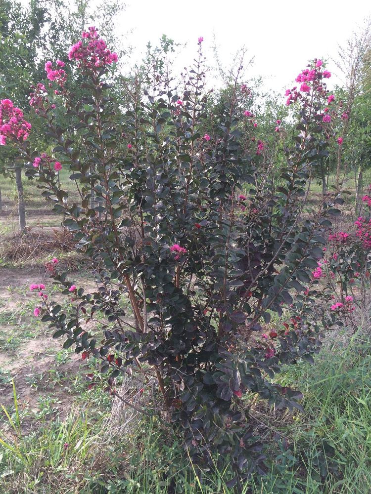 lagerstroemia-indica-whit-iii-crape-myrtle-pink-velour