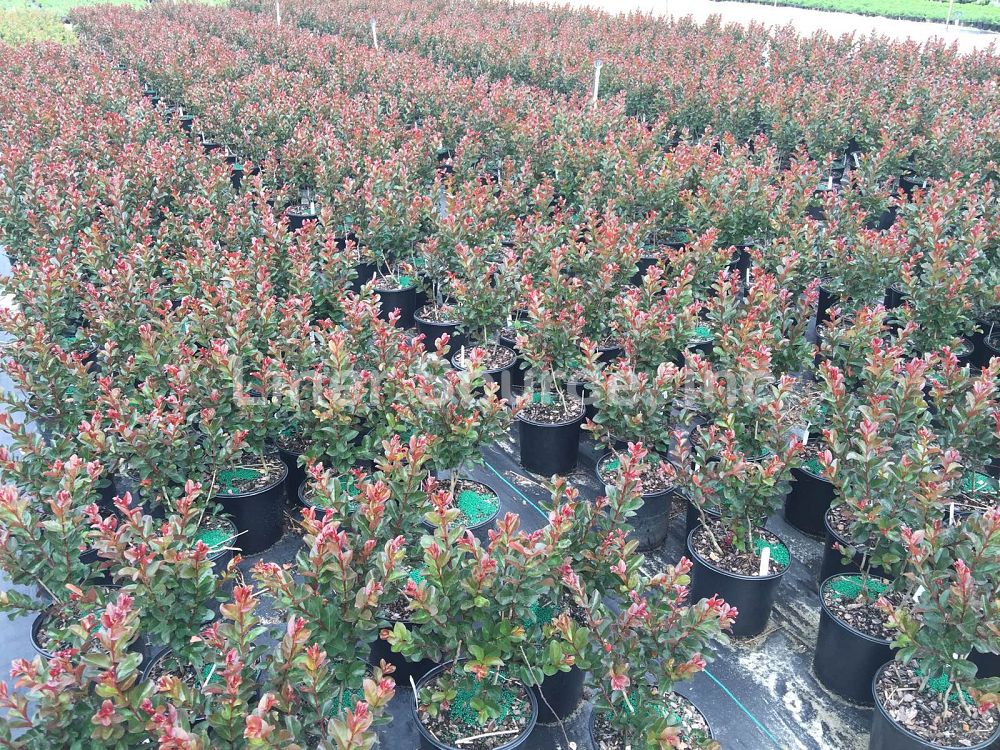 lagerstroemia-indica-whit-iii-crape-myrtle-pink-velour