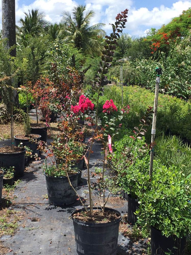 lagerstroemia-indica-whit-iii-crape-myrtle-pink-velour