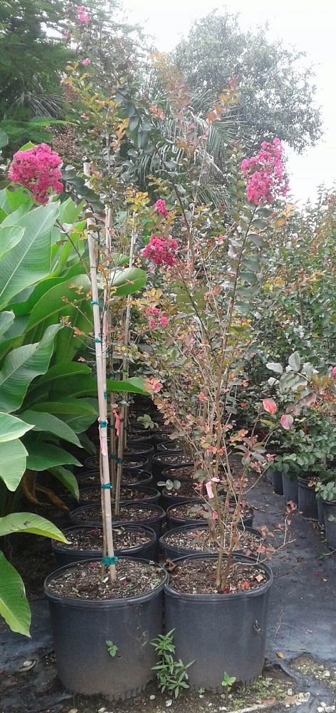 lagerstroemia-indica-whit-iii-crape-myrtle-pink-velour