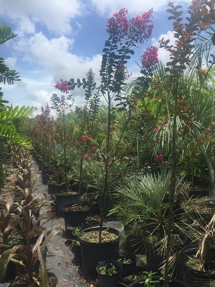 lagerstroemia-indica-whit-iii-crape-myrtle-pink-velour