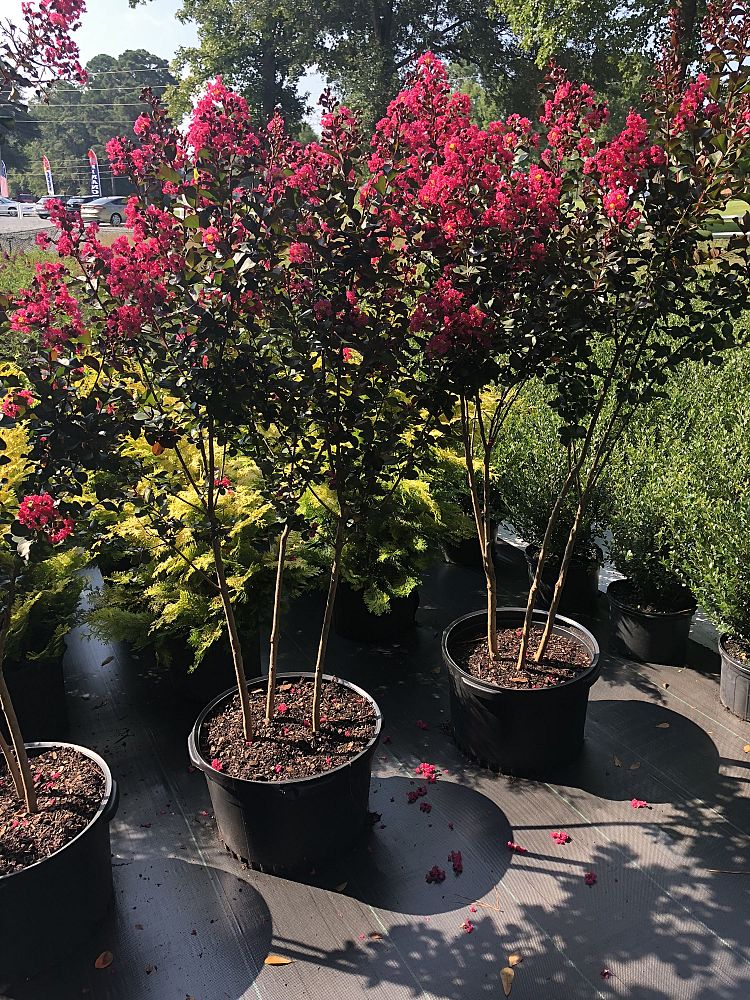 lagerstroemia-indica-whit-iii-crape-myrtle-pink-velour