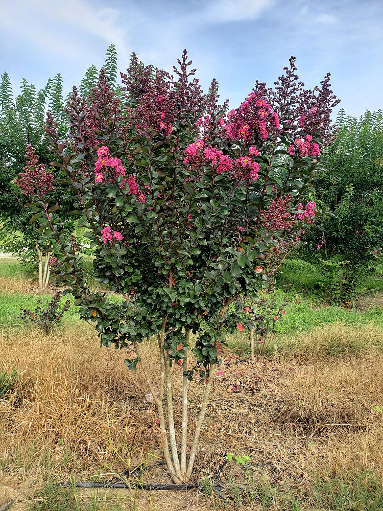 lagerstroemia-indica-whit-iii-crape-myrtle-pink-velour