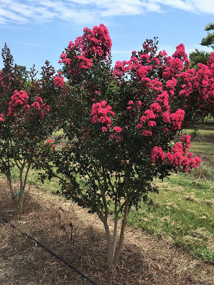 lagerstroemia-indica-whit-iii-crape-myrtle-pink-velour