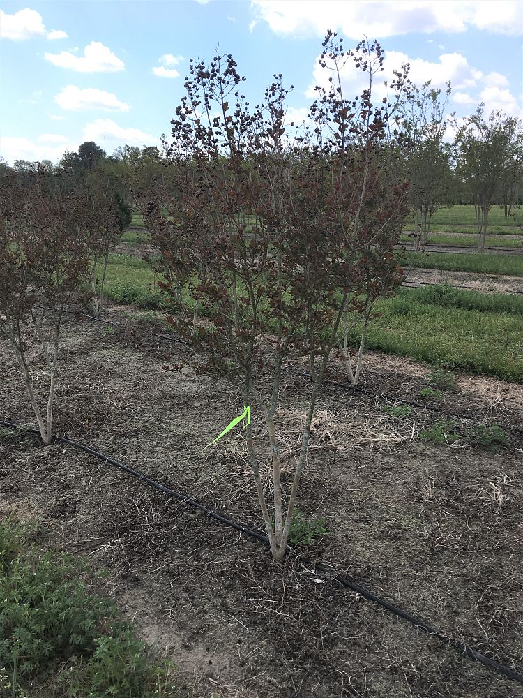 lagerstroemia-indica-whit-iii-crape-myrtle-pink-velour