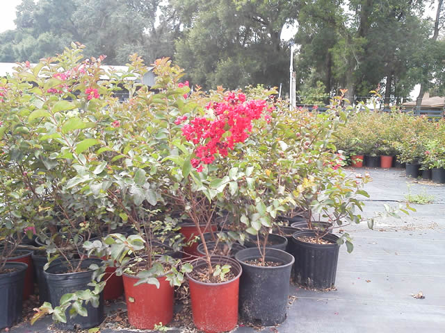 lagerstroemia-indica-whit-iv-crape-myrtle-red-rocket
