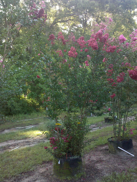 lagerstroemia-indica-whit-iv-crape-myrtle-red-rocket
