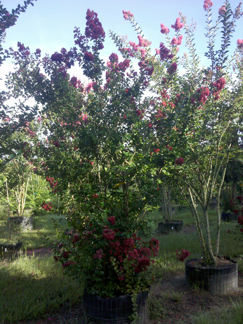 lagerstroemia-indica-whit-iv-crape-myrtle-red-rocket