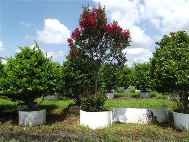 lagerstroemia-indica-whit-iv-crape-myrtle-red-rocket
