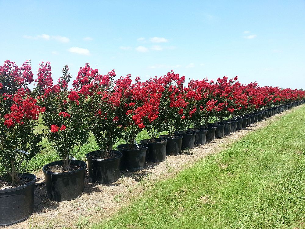 lagerstroemia-indica-whit-iv-crape-myrtle-red-rocket
