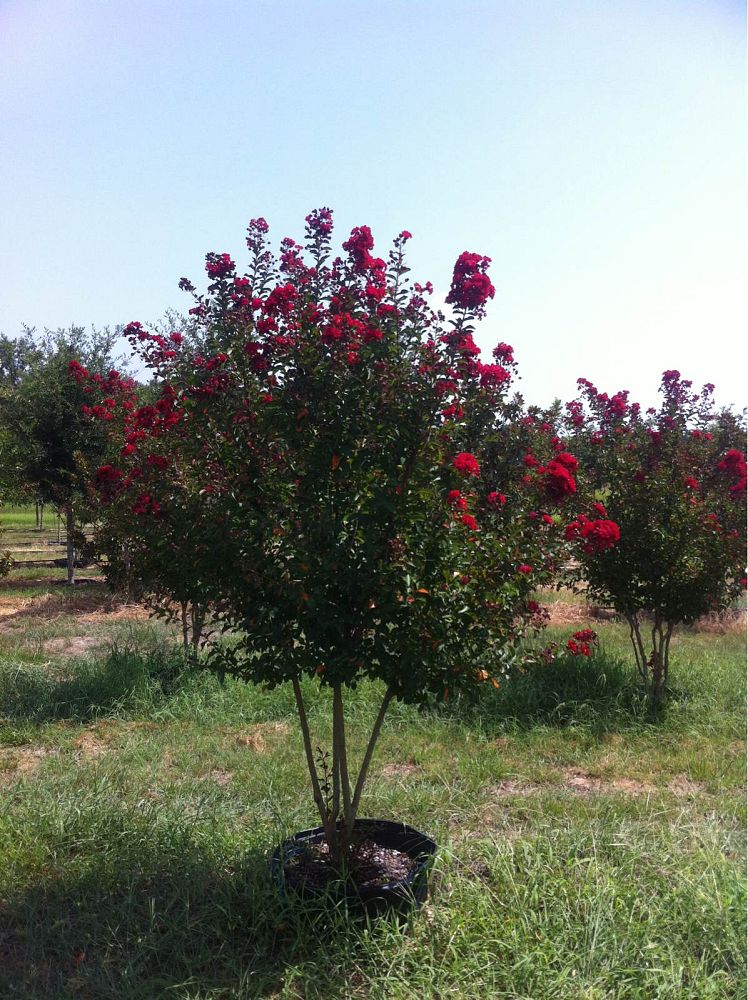 lagerstroemia-indica-whit-iv-crape-myrtle-red-rocket