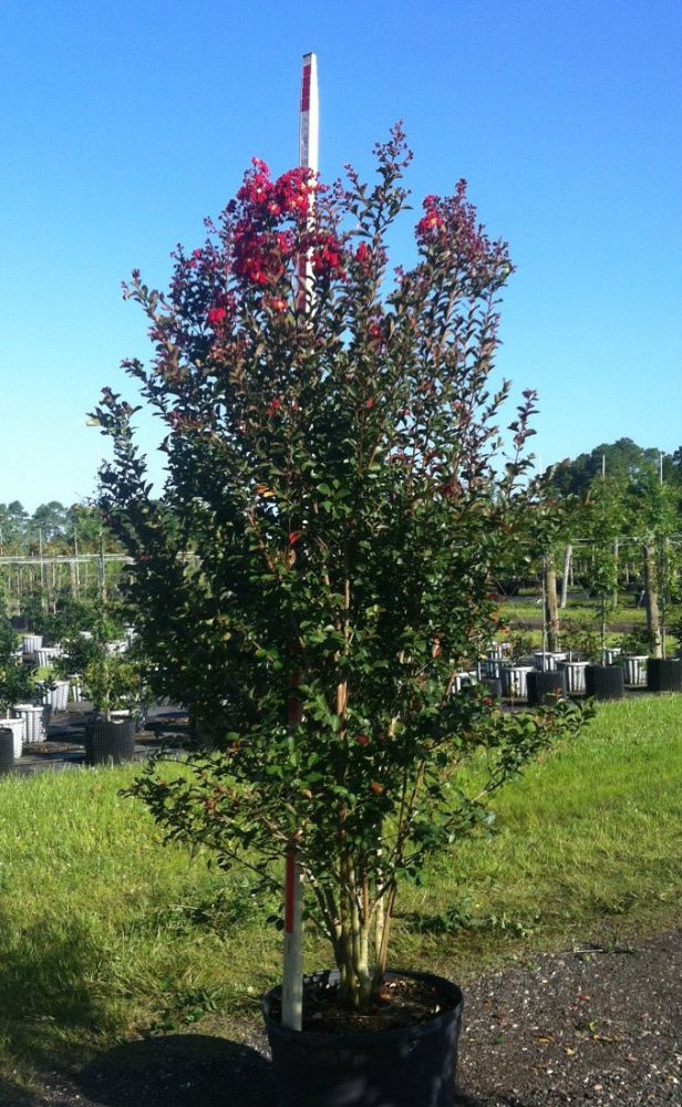 lagerstroemia-indica-whit-iv-crape-myrtle-red-rocket