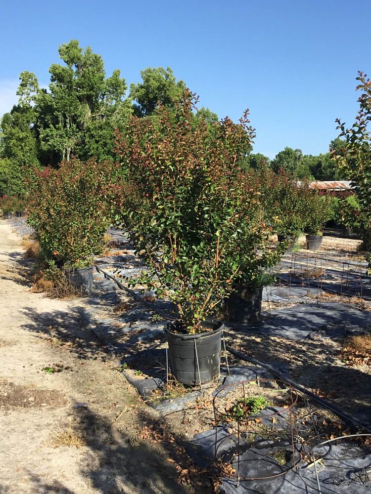 lagerstroemia-indica-whit-iv-crape-myrtle-red-rocket