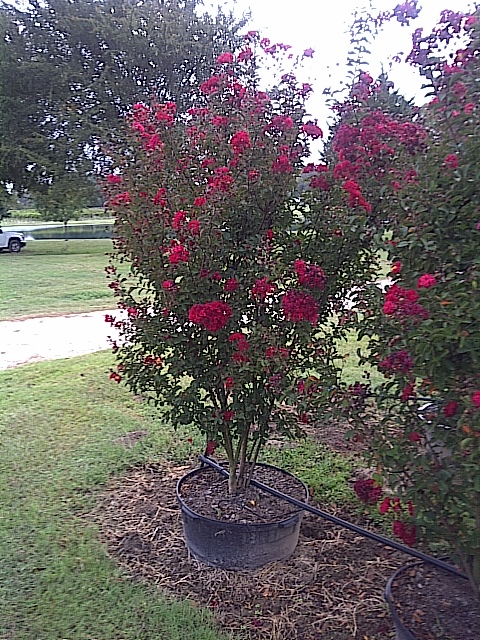 lagerstroemia-indica-whit-iv-crape-myrtle-red-rocket