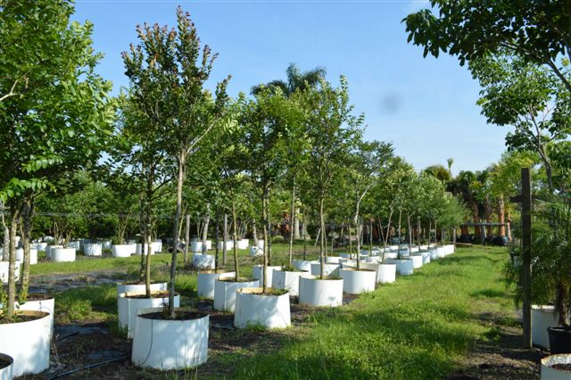 lagerstroemia-indica-whit-iv-crape-myrtle-red-rocket