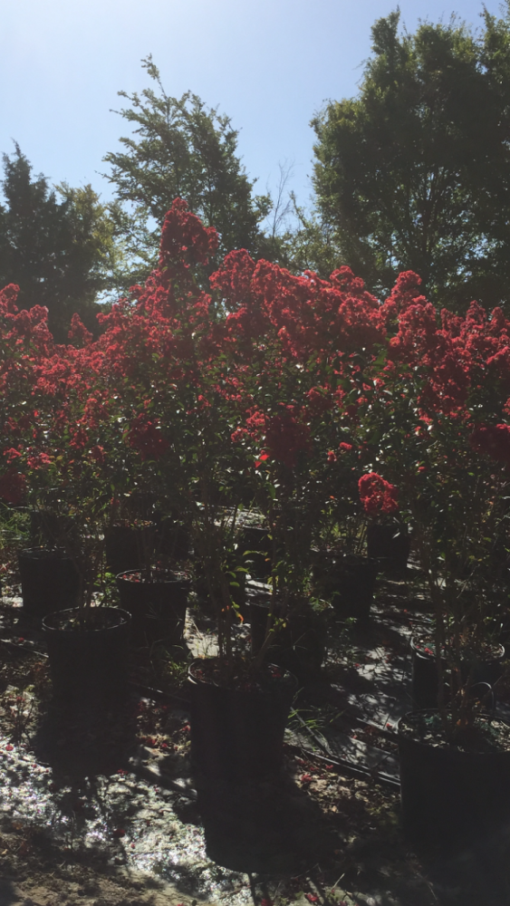 lagerstroemia-indica-whit-iv-crape-myrtle-red-rocket
