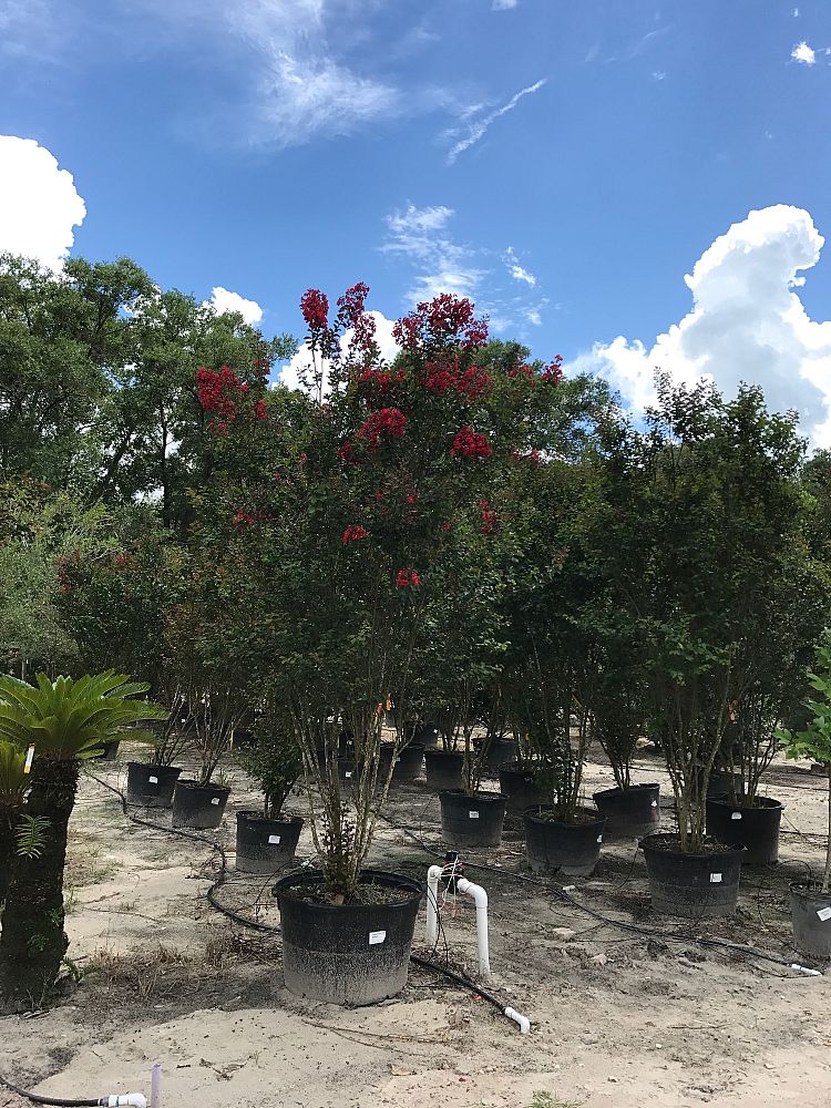 lagerstroemia-indica-whit-iv-crape-myrtle-red-rocket