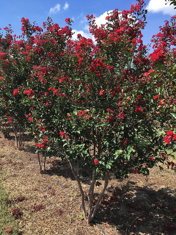 lagerstroemia-indica-whit-iv-crape-myrtle-red-rocket