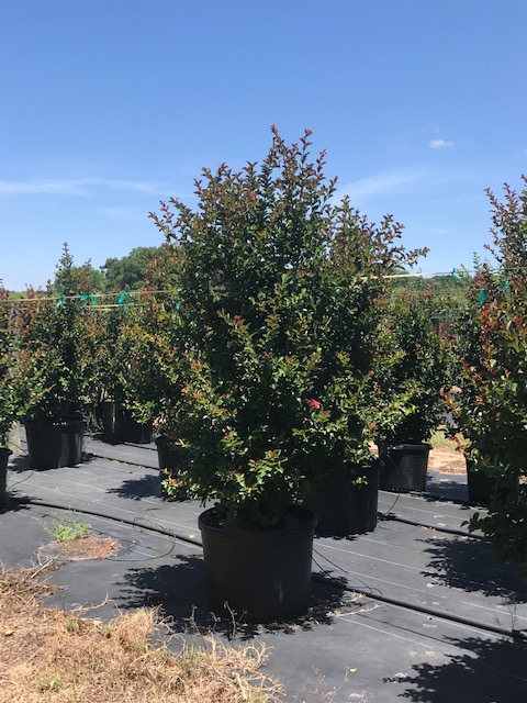lagerstroemia-indica-whit-iv-crape-myrtle-red-rocket