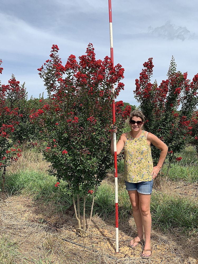 lagerstroemia-indica-whit-iv-crape-myrtle-red-rocket