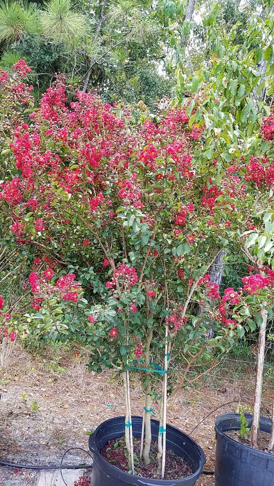 lagerstroemia-indica-whit-iv-crape-myrtle-red-rocket