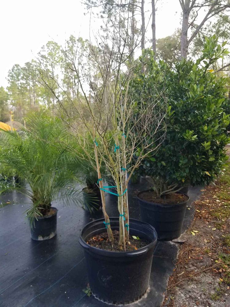 lagerstroemia-indica-whit-iv-crape-myrtle-red-rocket