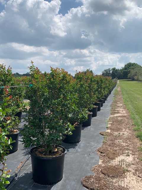 lagerstroemia-indica-whit-iv-crape-myrtle-red-rocket