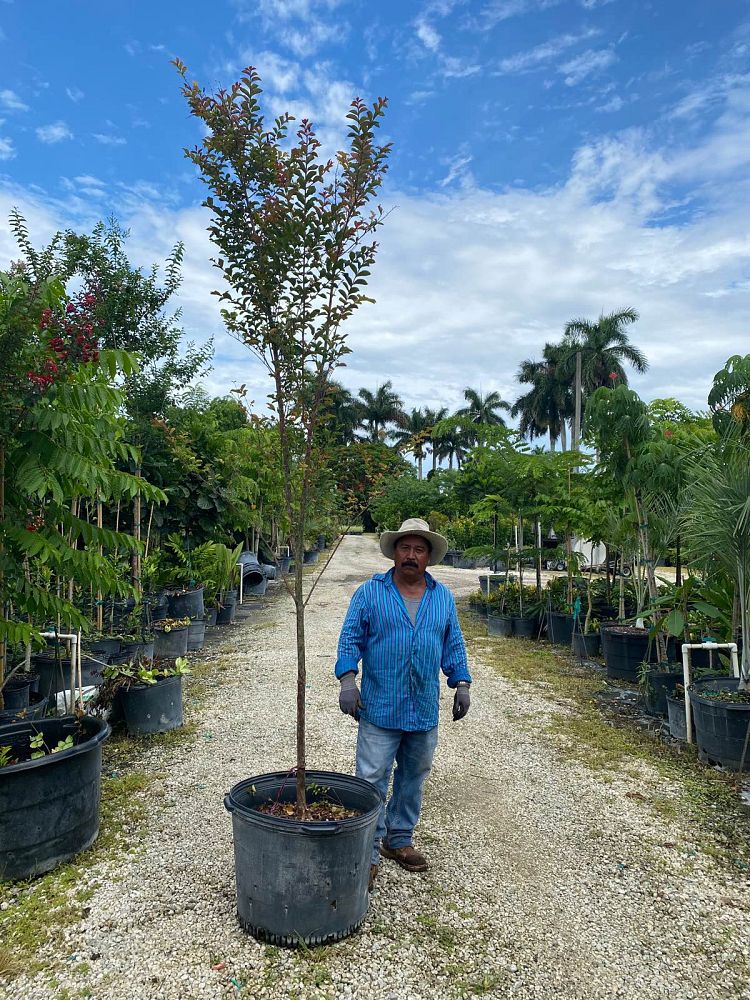 lagerstroemia-indica-whit-iv-crape-myrtle-red-rocket