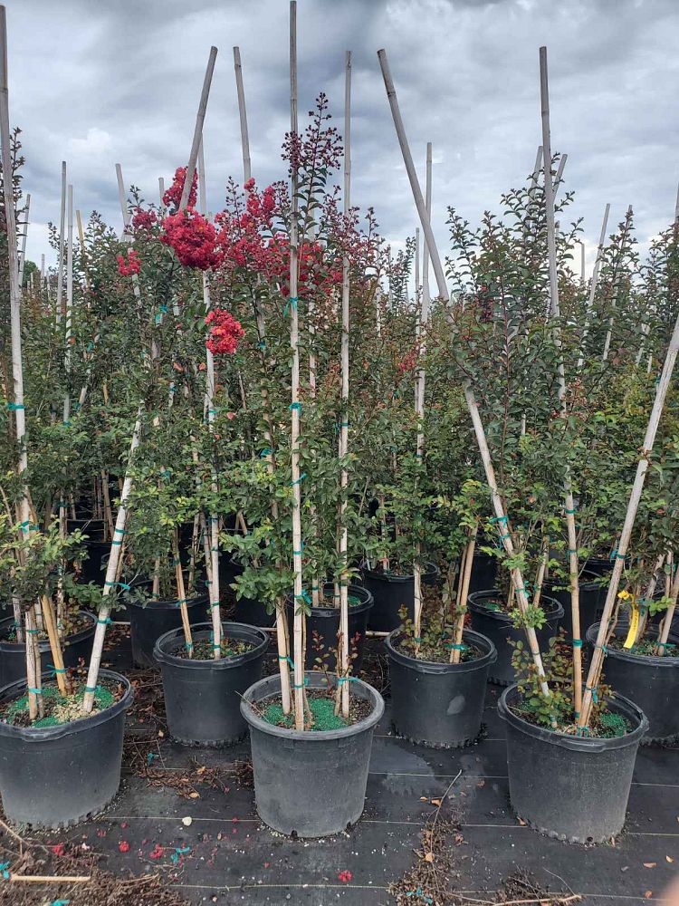 lagerstroemia-indica-whit-iv-crape-myrtle-red-rocket
