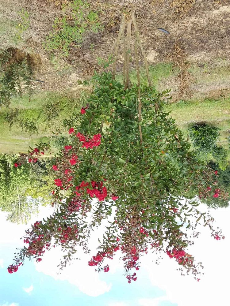 lagerstroemia-indica-whit-iv-crape-myrtle-red-rocket