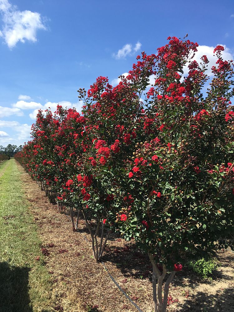 lagerstroemia-indica-whit-iv-crape-myrtle-red-rocket