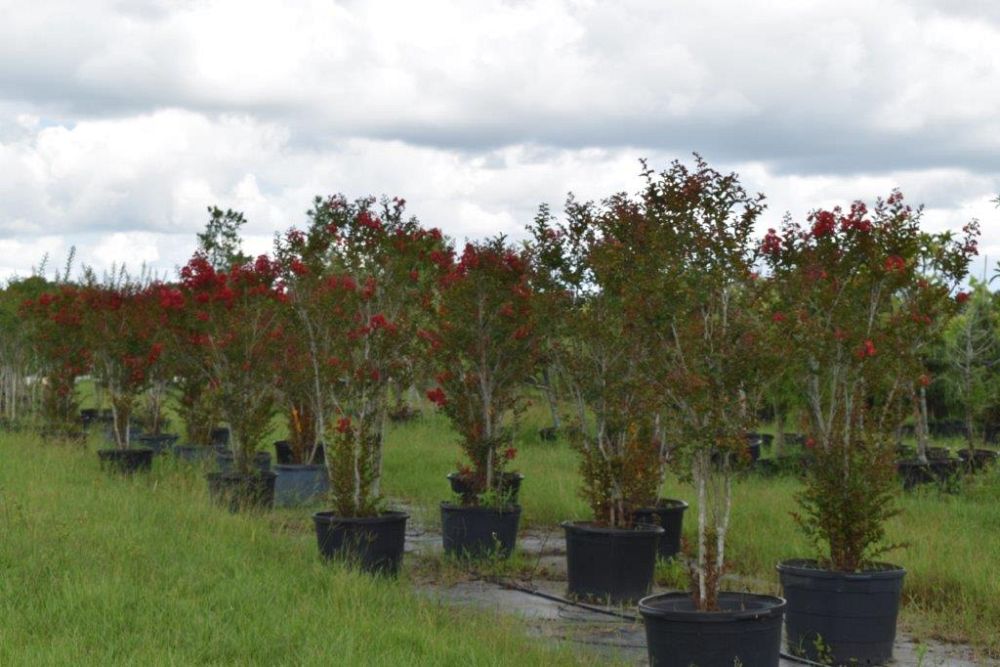 lagerstroemia-indica-whit-iv-crape-myrtle-red-rocket