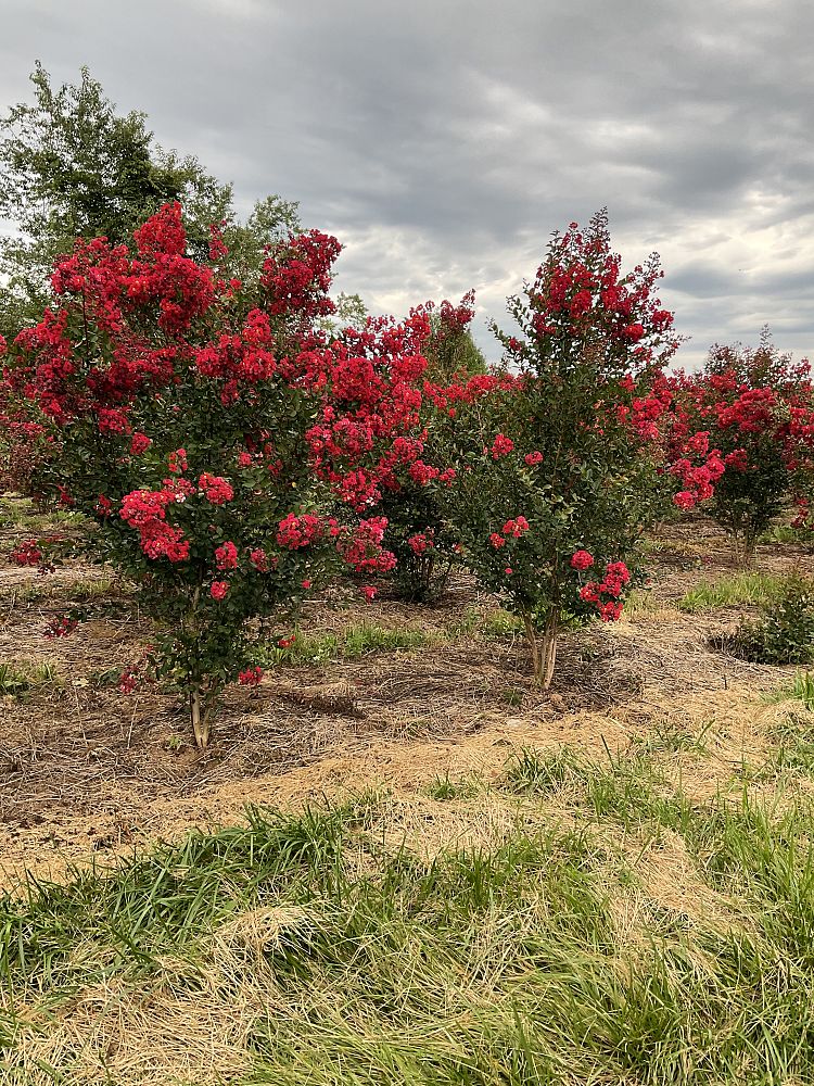 lagerstroemia-indica-whit-iv-crape-myrtle-red-rocket